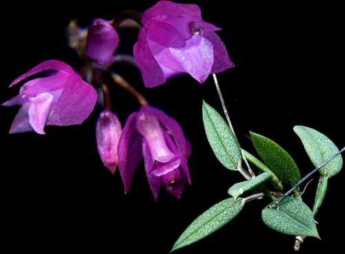 Nageliella purpurea